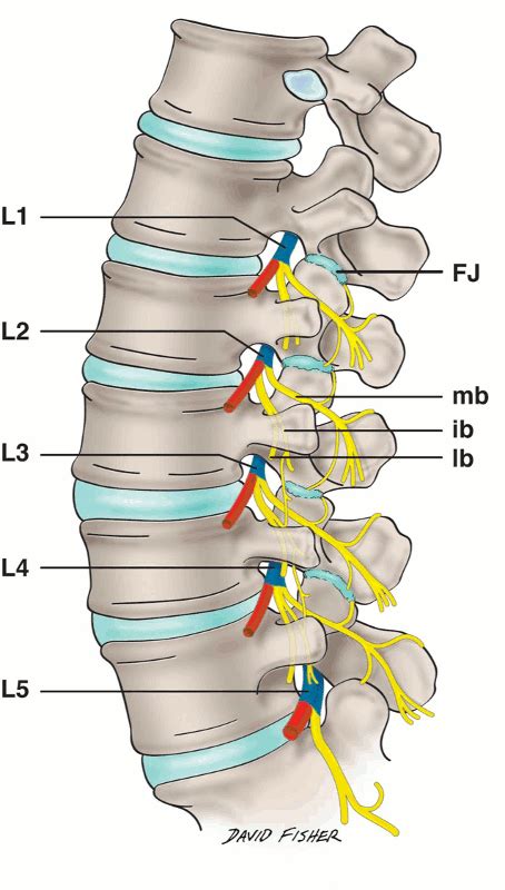 Lumbar Spinal Nerve Chart