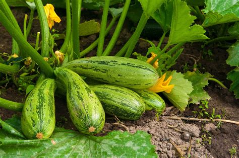 Zucchini Benefits: 9 Reasons to Eat This Nutrient-Dense Food