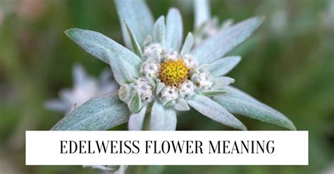 Edelweiss Flower Meaning- Powerful Symbolism (2024)