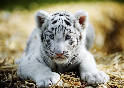 White Tiger Cubs Wallpapers Images Photos Pictures Backgrounds