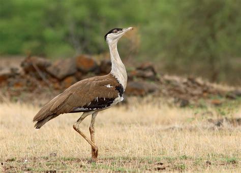 Great Indian Bustard - Officers Pulse