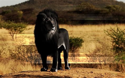 32+ Wallpaper Hd Black Lion