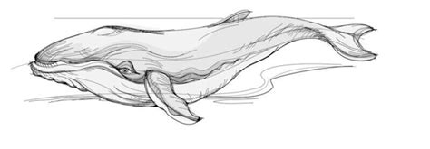 How to draw a humpback whale with a pencil step-by-step drawing tutorial