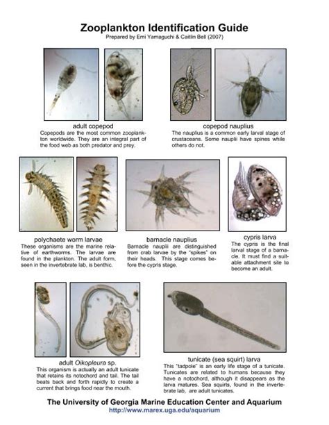 Freshwater Zooplankton Identification Guide