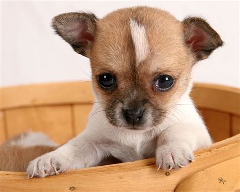 Free chihuahua puppies- chihuahua puppies pictures | tedlillyfanclub