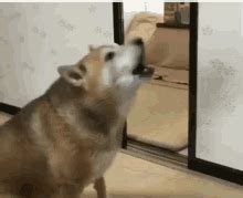 Hungry Dog GIFs | Tenor