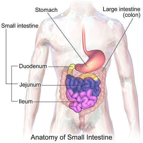 Small intestine - Wikipedia