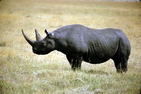 Black Rhinoceros