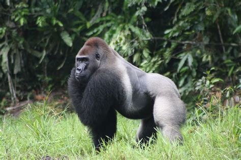 Gorillas Interesting Facts And Pictures | All Wildlife Photographs