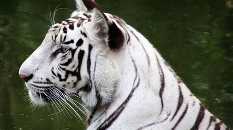 White Tiger Wallpapers Images Photos Pictures Backgrounds