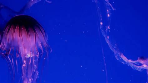 FREE Jellyfish screensaver:Amazon.com:Appstore for Android