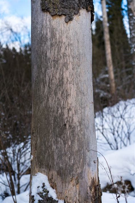 Damage on Tree after the European Spruce Bark Beetle Ips Typographus Stock Image - Image of ...