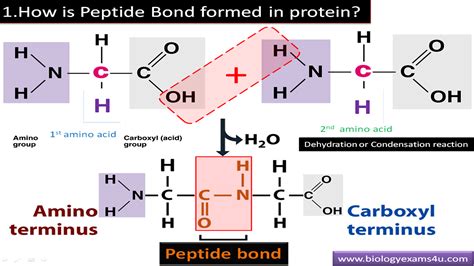 Peptide Bond Formation Diagram