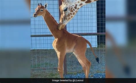 Giraffe Calf Without Spots Born In US Zoo, Believed To Be The Only One In World