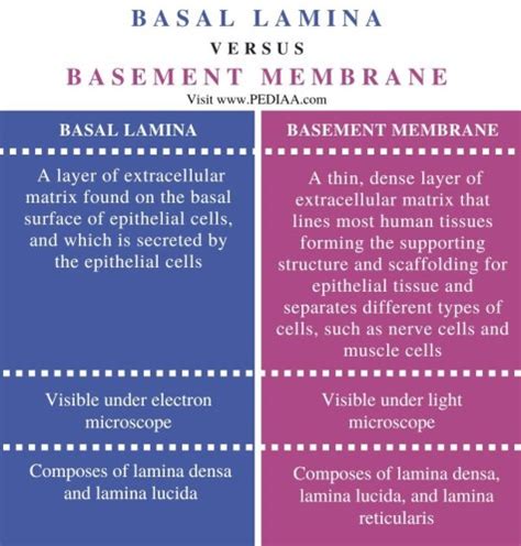 What is the Difference Between Basal Lamina and Basement Membrane - Pediaa.Com