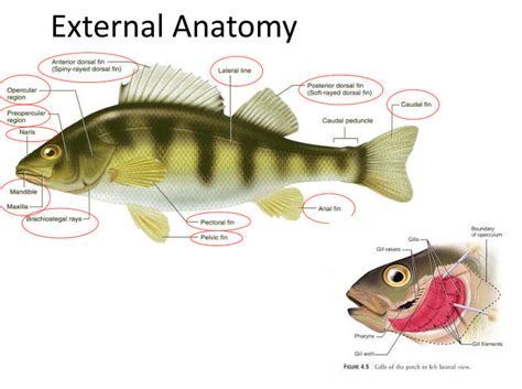 Yellow Perch Anatomy