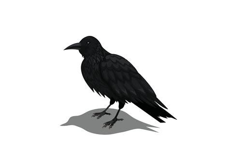 Crow animation poses vector illustration 19011970 Vector Art at Vecteezy