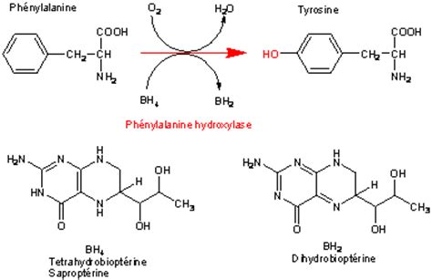 phenylalanine hydroxylase - JungleKey.fr Image