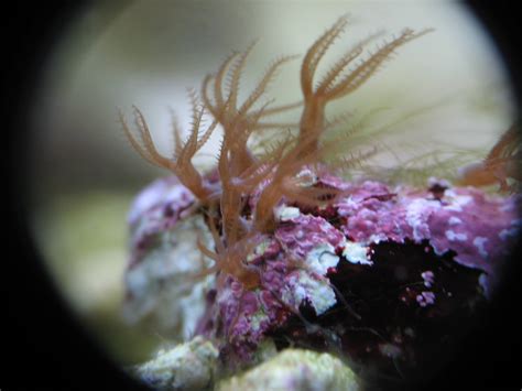 Hana, An Unusual New Genus of Stoloniferous Flower Polyps