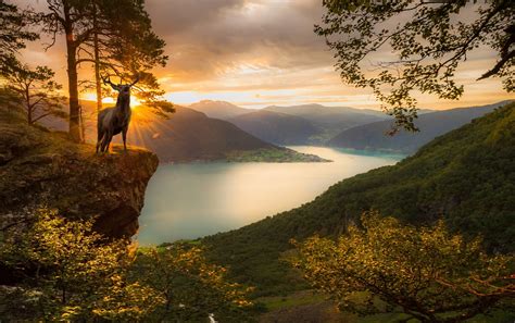 deer, Sunset, Fjord, Mountain, Trees, Norway, Forest, Nature, Landscape ...