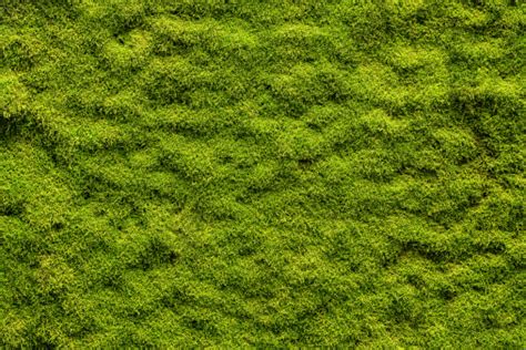 Forest moss – free photo on Barnimages