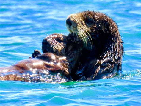 Pupping Season Harbor Seal and Otter Pups – Blue Water Ventures