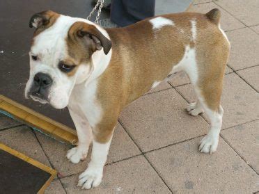 7 Things You Need to Know about the Boxer Bulldog Mix - Animalso