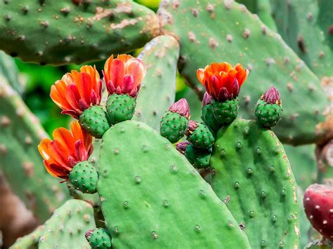 How to grow prickly pear cactus | lovethegarden