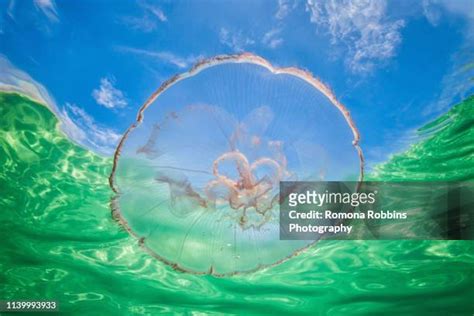 Moon Jellyfish Habitat Photos and Premium High Res Pictures - Getty Images