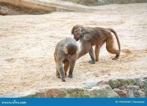 Two playing monkeys stock image. Image of cute, monkeys - 179410345