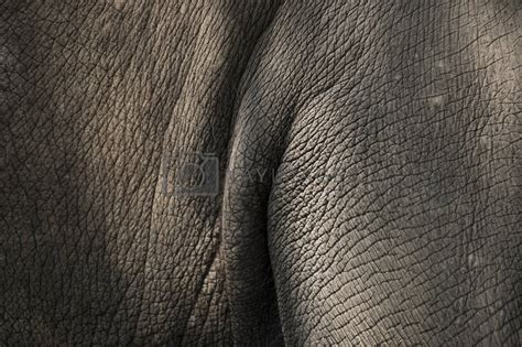 elephant skin texture by szefei Vectors & Illustrations with Unlimited ...