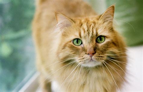 Mackerel Tabby Breeds | Bruin Blog