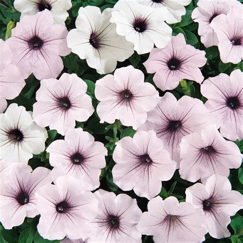 Canada - Top 10 Wave® Petunia Colors for 2021