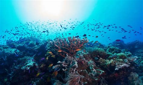 7 World-Class Diving Spots in Cebu