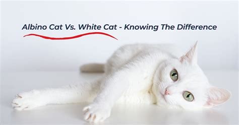 Albino Cat Vs. White Cat - I Love Veterinary