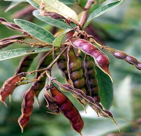 Agrisambasivam BTM: Cultivation of Red Gram or Tuar Crop