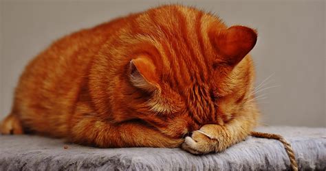 Do Cats Cry? A Guide to Cat Tears and What They Mean