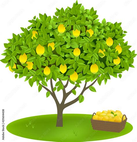 Trees Clipart-lemon tree clipart - Clip Art Library