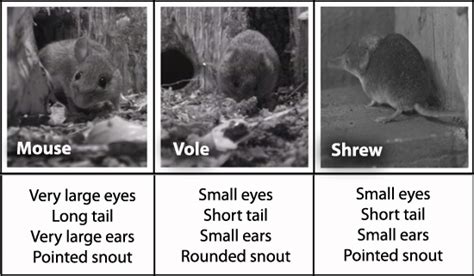 BBC - Nature UK: Mice, shrews and voles - a quick guide