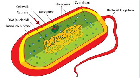 Bacterial Cell Diagram And Functions