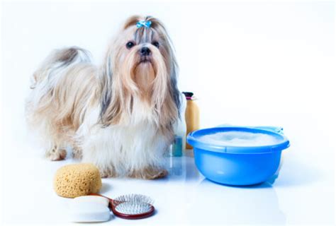 DIY Shih Tzu Grooming Tips - How Often Shih Tzus Need Groomed, Pro vs ...