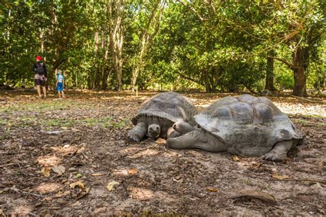 Aldabra Giant Tortoise, Turtle on the Beach Stock Image - Image of african, artist: 165995119