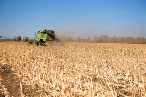 Premium Photo | Harvesting corn field in autumn.harvest working on corn field.