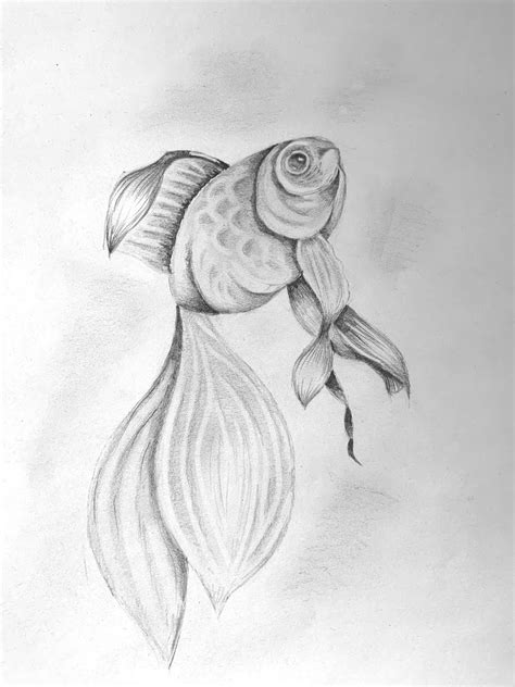 Fish Pencil Drawing | ArtBase