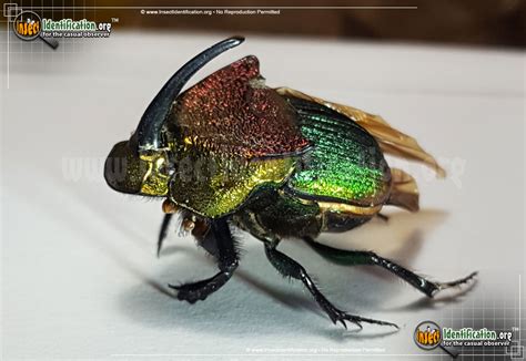 Rainbow Scarab Beetle Pictures