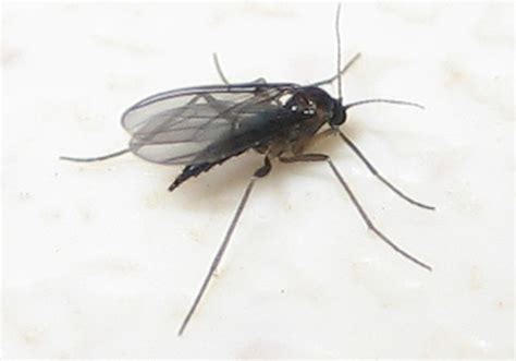 Identify and Control Fungus Gnats