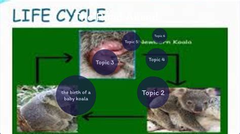 Life Cycle Of A Koala Diagram