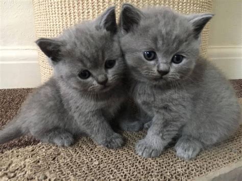 48+ British Shorthair Kittens - Furry Kittens