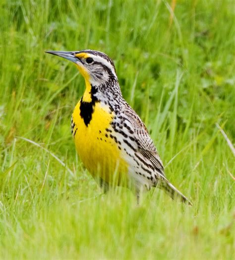 File:Western Meadowlark.jpg - Wikipedia