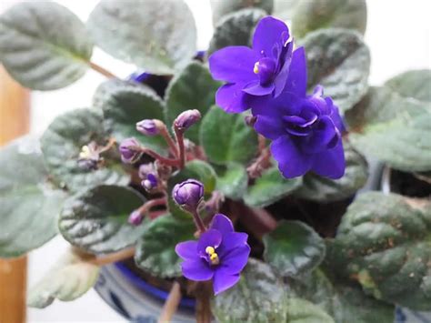 how to make your African Violets bloom every week — Autumn all along